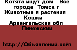 Котята ищут дом - Все города, Томск г. Животные и растения » Кошки   . Архангельская обл.,Пинежский 